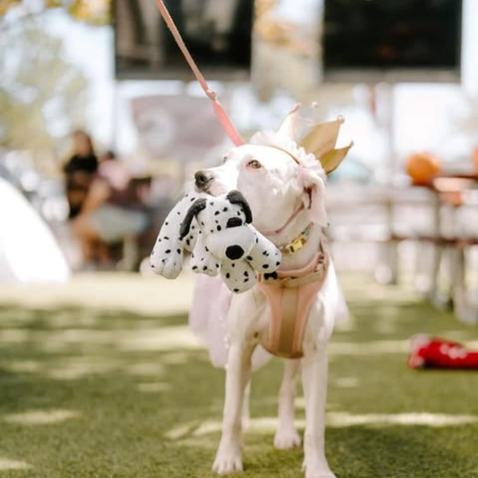 White dog wearing a crown and tutu, holding a dalmatian toy in its mouth at Bungalow Heights.